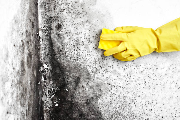 Best Mold Damage Restoration  in Hillsborough, NJ